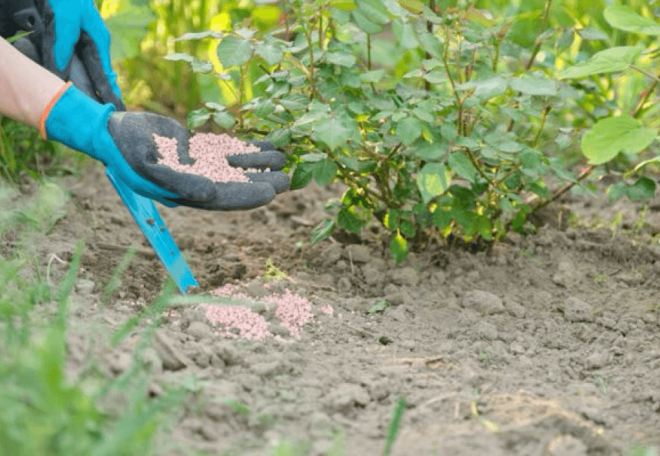 Market Access, Pricing, Preservation